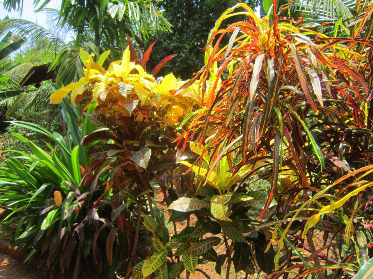 Namaste Yoga Farm Villa Gokarna  Kültér fotó